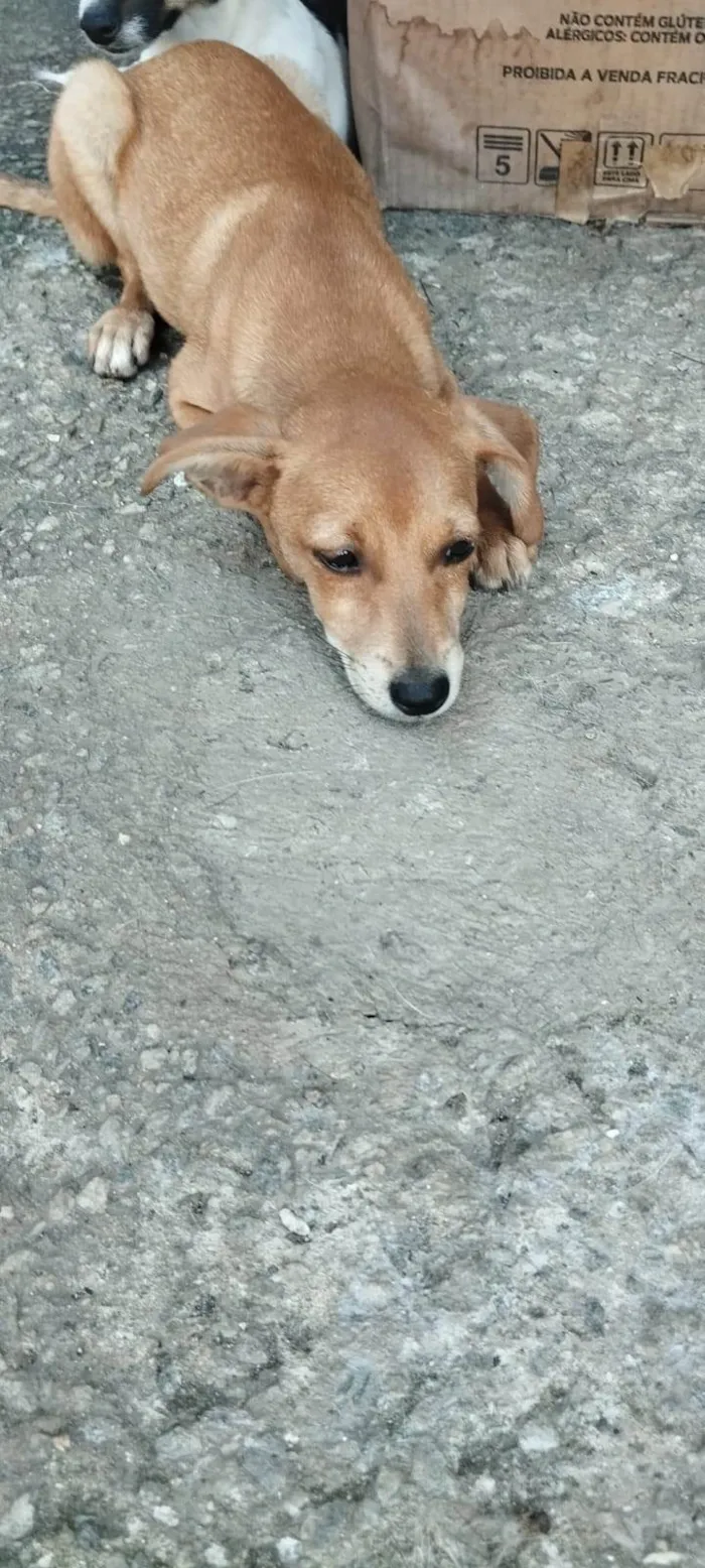 Cachorro ra a SRD-ViraLata idade 2 a 6 meses nome Branquinha e Amarelinha 