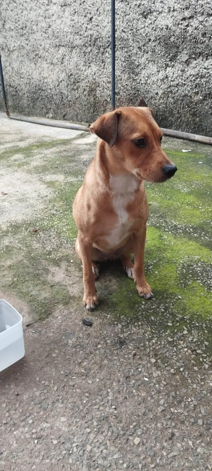 Cachorro ra a SRD-ViraLata idade 7 a 11 meses nome Menina