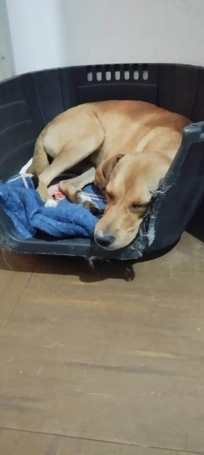 Cachorro ra a SRD-ViraLata idade 7 a 11 meses nome Menina