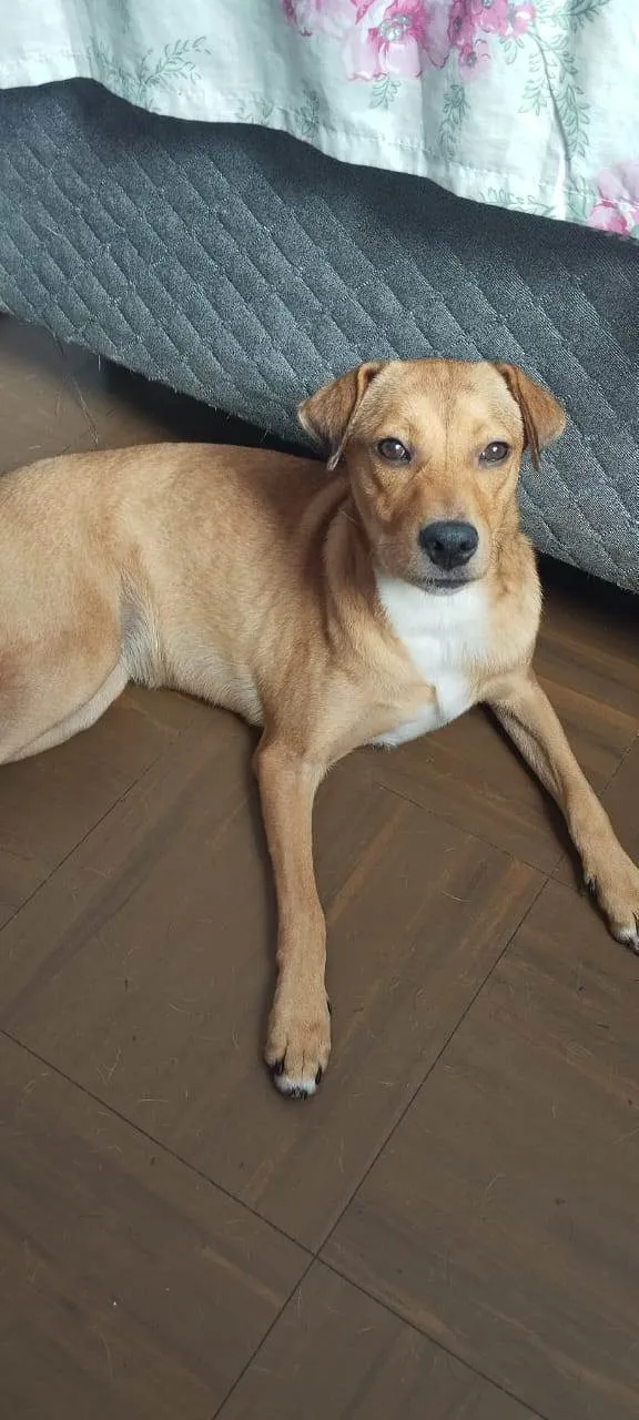 Cachorro ra a SRD-ViraLata idade 7 a 11 meses nome Menina