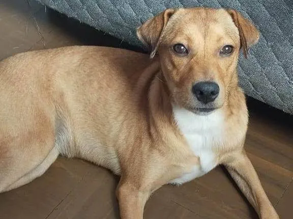 Cachorro ra a SRD-ViraLata idade 7 a 11 meses nome Menina