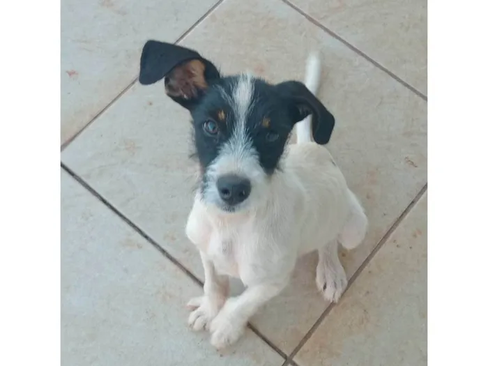 Cachorro ra a SRD-ViraLata idade 2 a 6 meses nome Mickey 