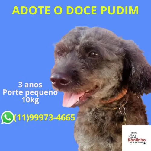 Cachorro ra a Poodle idade 3 anos nome Pudim 