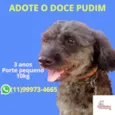 Pudim