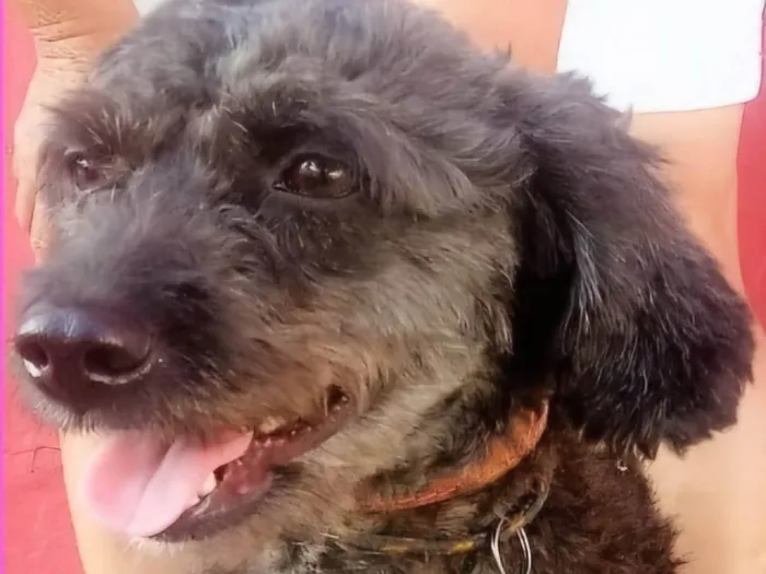 Cachorro ra a Poodle idade 3 anos nome Pudim 