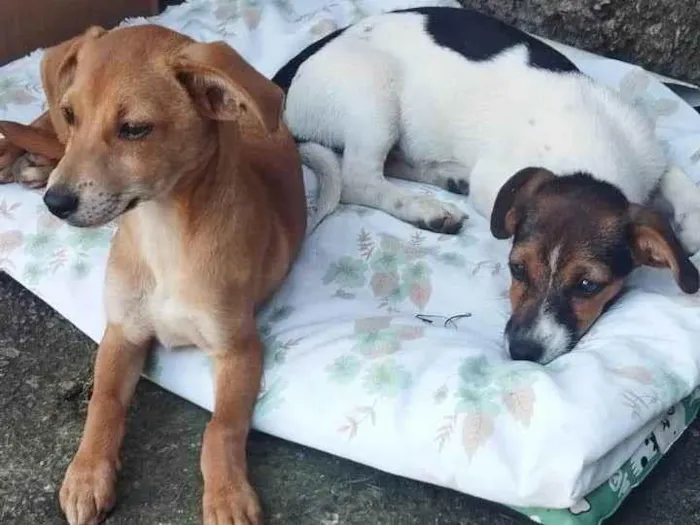 Cachorro ra a SRD-ViraLata idade 2 a 6 meses nome Branquinha e Amarelinha 