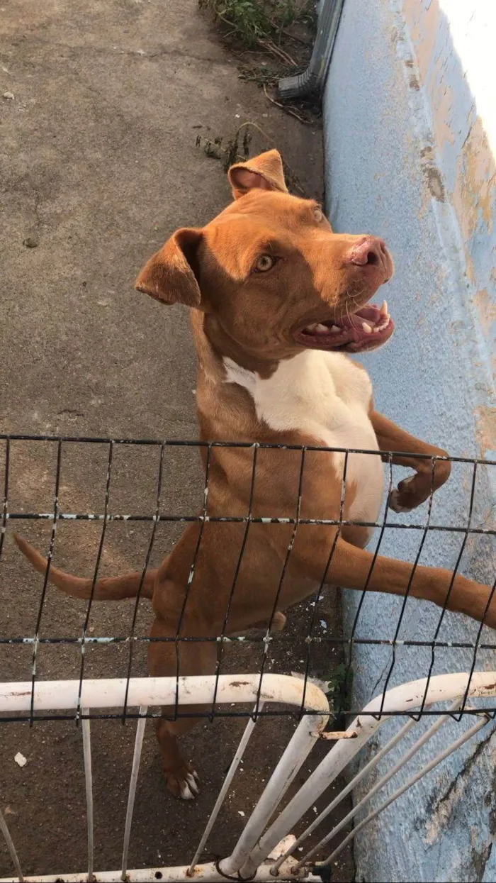 Cachorro ra a Pit-Bull idade 2 anos nome Hierro