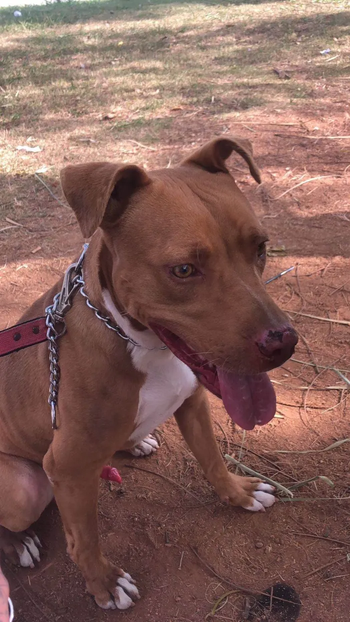 Cachorro ra a Pit-Bull idade 2 anos nome Hierro