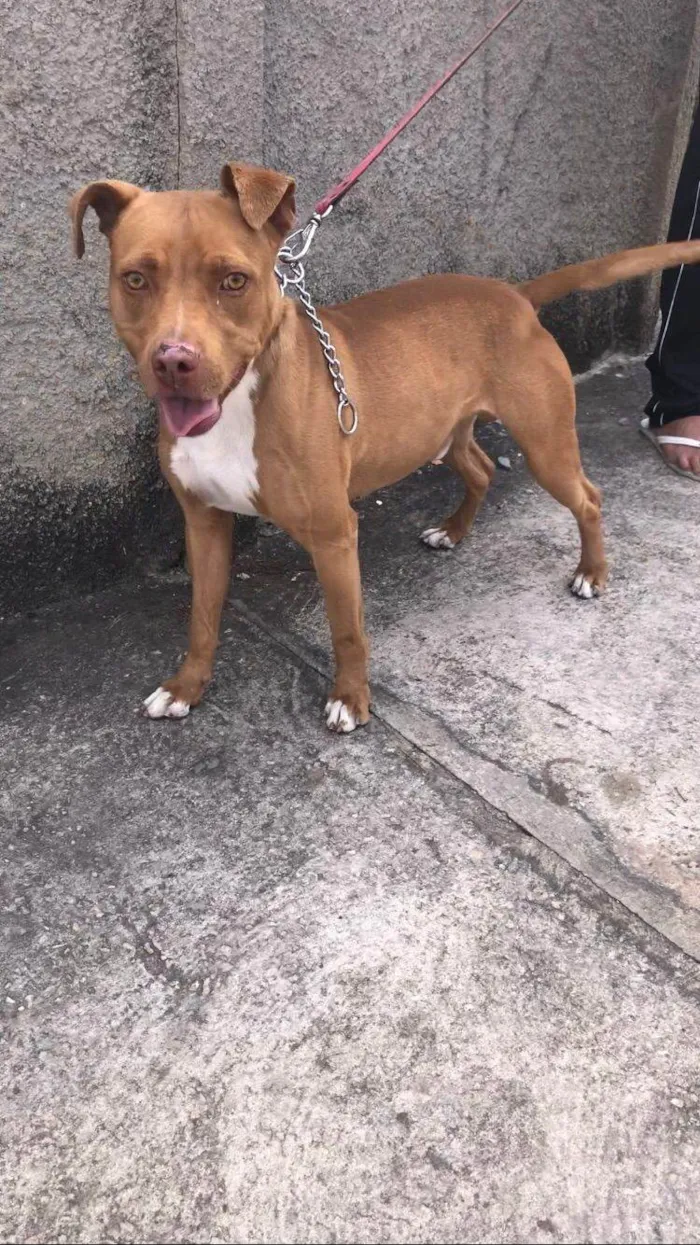 Cachorro ra a Pit-Bull idade 2 anos nome Hierro