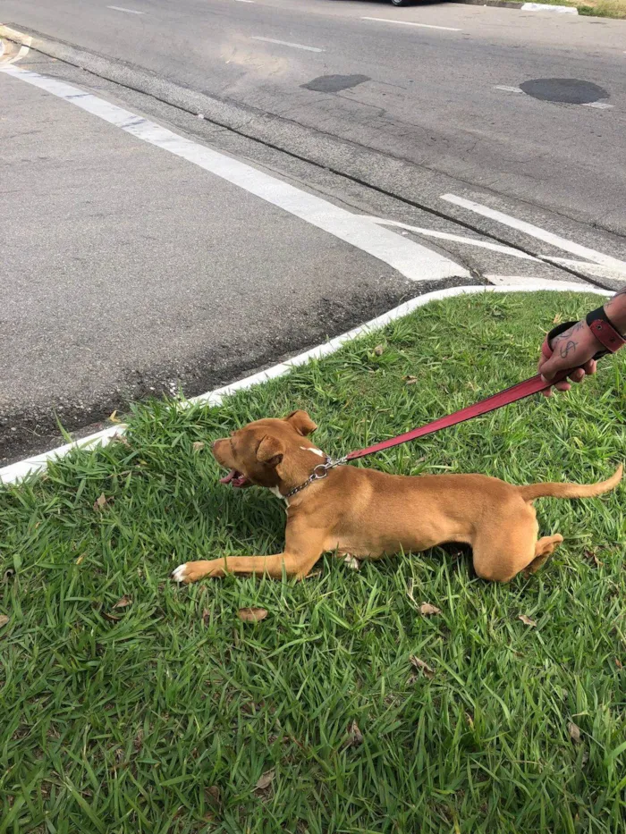 Cachorro ra a Pit-Bull idade 2 anos nome Hierro