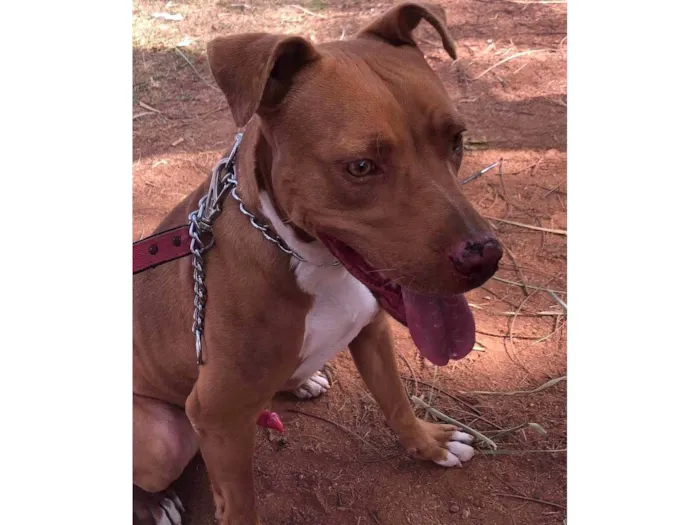 Cachorro ra a Pit-Bull idade 2 anos nome Hierro