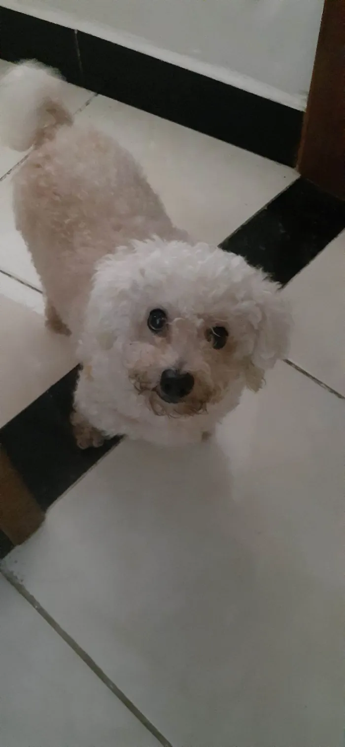 Cachorro ra a Poodle idade 6 ou mais anos nome Luna