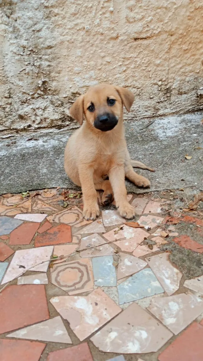 Cachorro ra a SRD-ViraLata idade Abaixo de 2 meses nome Cleitinho Fubá