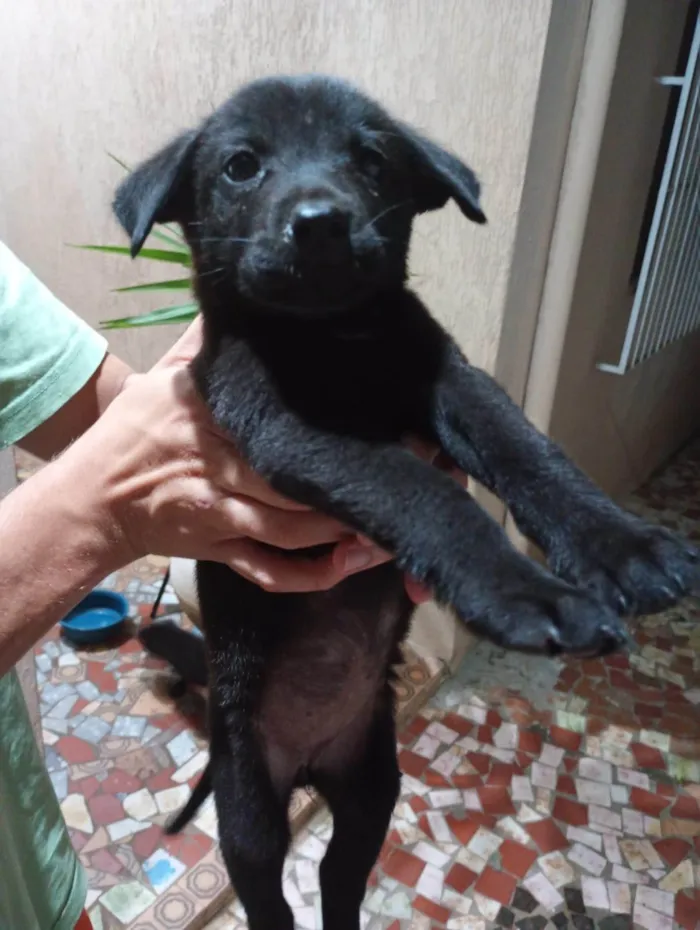 Cachorro ra a SRD-ViraLata idade Abaixo de 2 meses nome Cleitinho Fubá