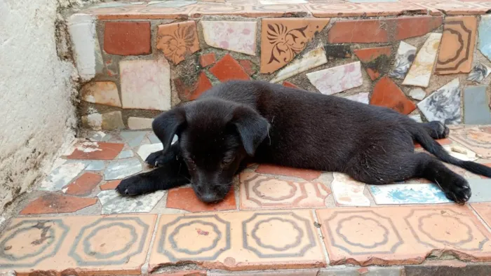 Cachorro ra a SRD-ViraLata idade Abaixo de 2 meses nome Cleitinho Fubá