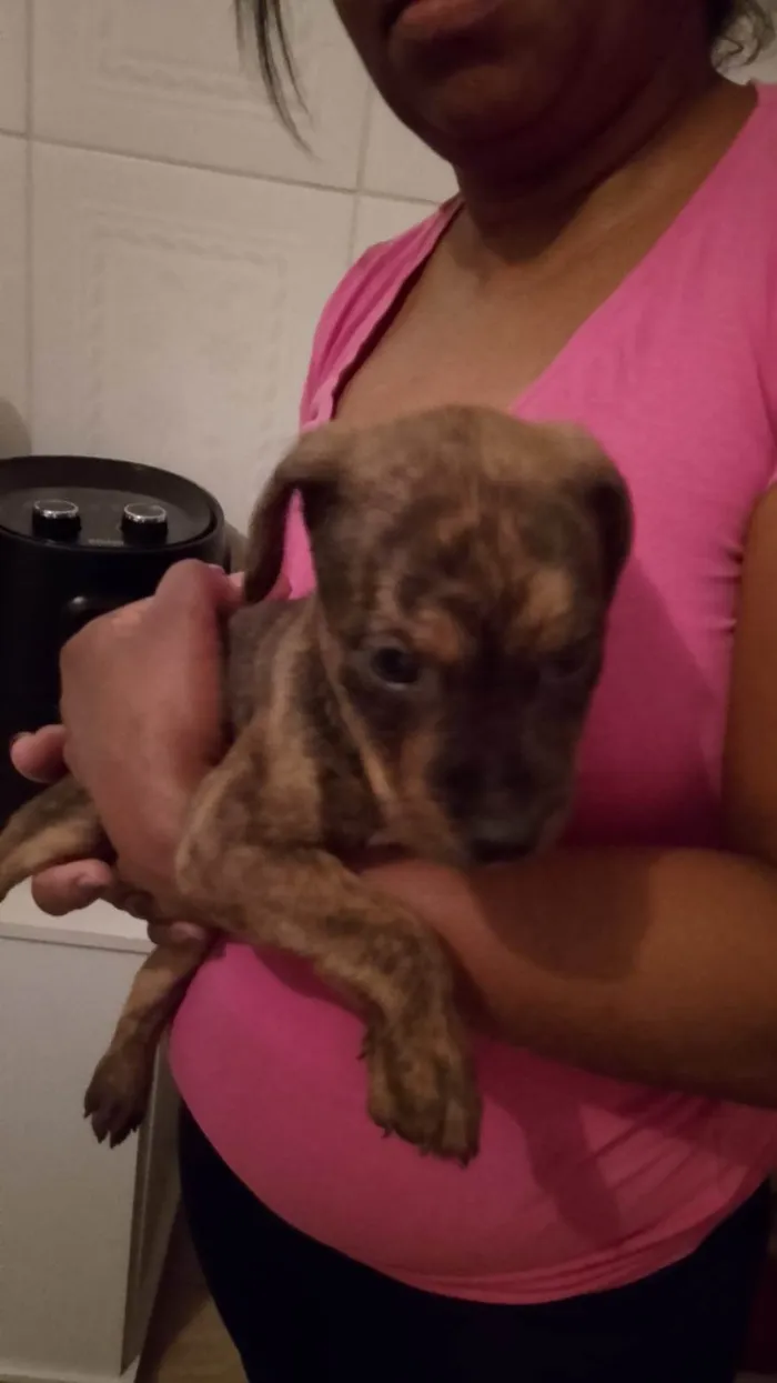 Cachorro ra a SRD-ViraLata idade 2 a 6 meses nome LUIZ FERNANDO DAS CHAGAS