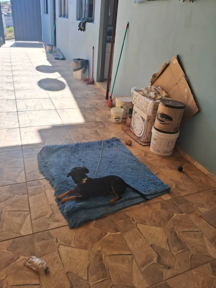 Cachorro ra a SRD-ViraLata idade 7 a 11 meses nome Mel