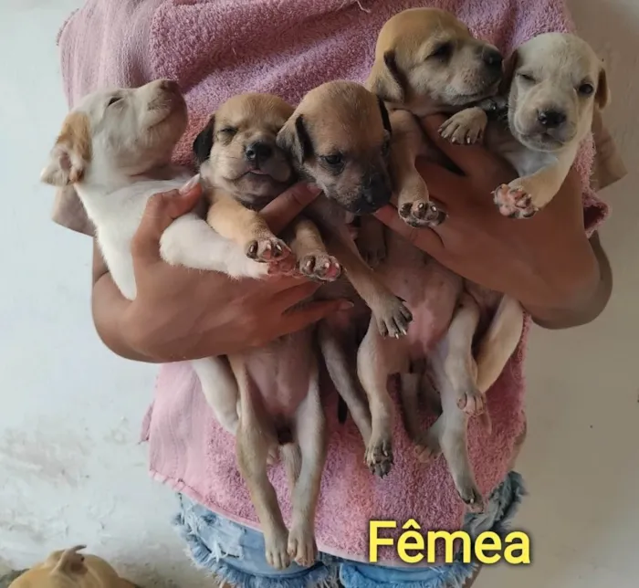 Cachorro ra a SRD-ViraLata idade Abaixo de 2 meses nome Bebes