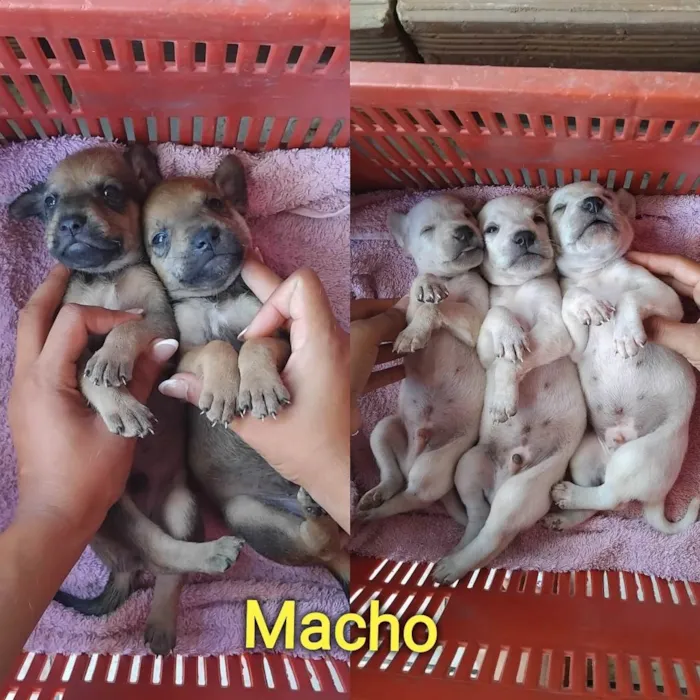 Cachorro ra a SRD-ViraLata idade Abaixo de 2 meses nome Bebes