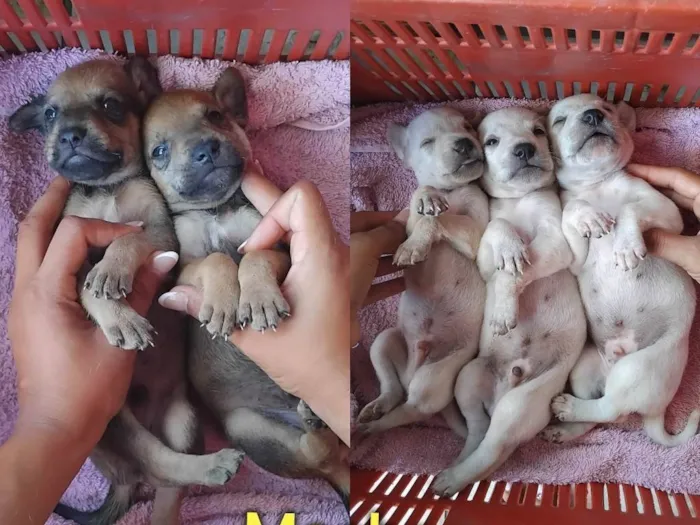 Cachorro ra a SRD-ViraLata idade Abaixo de 2 meses nome Bebes