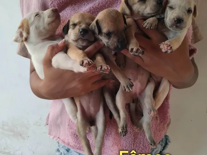 Cachorro ra a SRD-ViraLata idade Abaixo de 2 meses nome Bebes