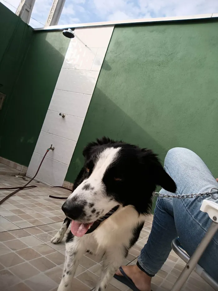 Cachorro ra a SRD-ViraLata idade 3 anos nome Simba