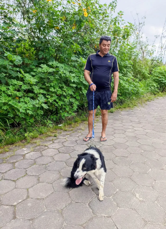 Cachorro ra a SRD-ViraLata idade 3 anos nome Simba