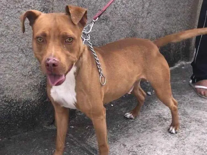 Cachorro ra a Pit-Bull idade 2 anos nome Hierro