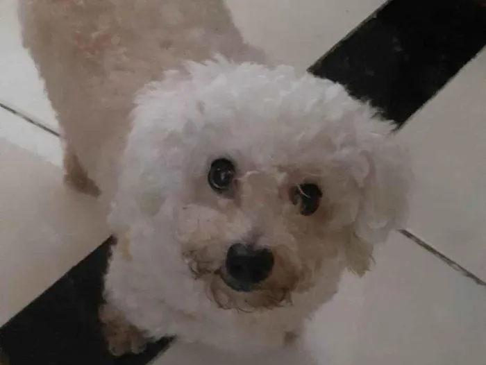 Cachorro ra a Poodle idade 6 ou mais anos nome Luna