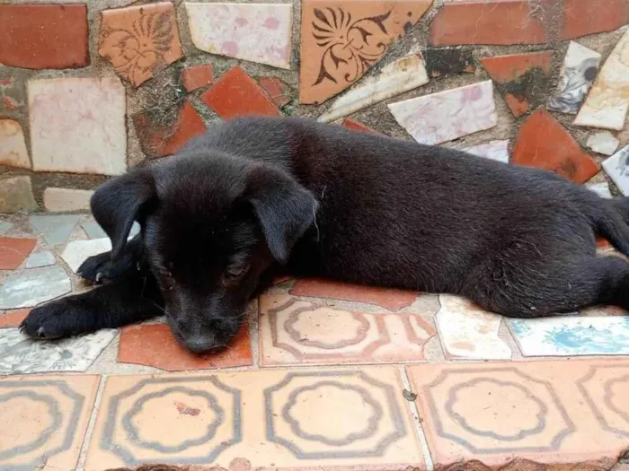 Cachorro ra a SRD-ViraLata idade Abaixo de 2 meses nome Cleitinho Fubá