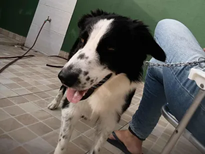 Cachorro raça SRD-ViraLata idade 3 anos nome Simba