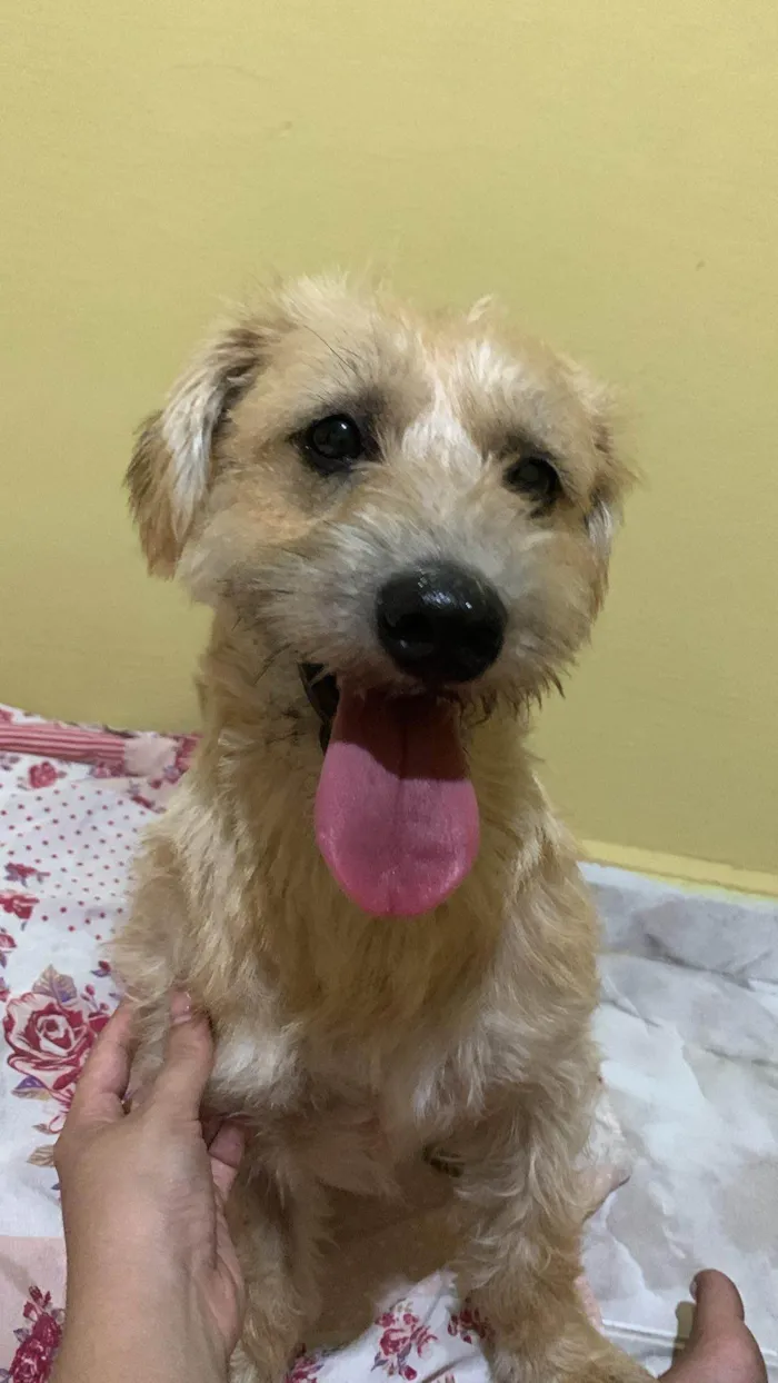 Cachorro ra a SRD-ViraLata idade 2 anos nome Princesa