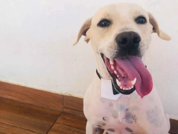 Cachorro ra a SRD-ViraLata idade 1 ano nome Spike