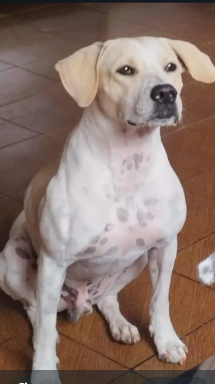 Cachorro ra a SRD-ViraLata idade 1 ano nome Spike