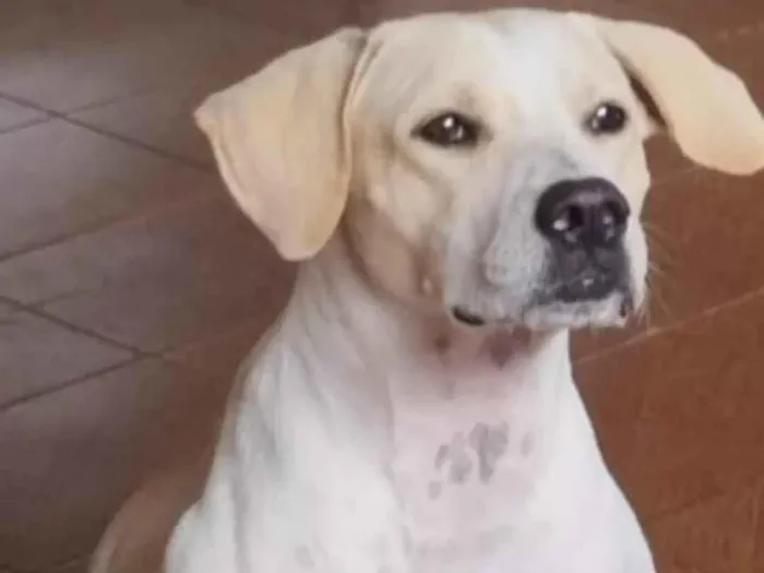 Cachorro ra a SRD-ViraLata idade 1 ano nome Spike