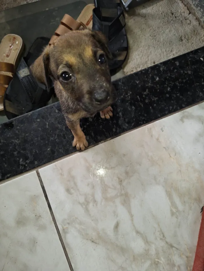 Cachorro ra a SRD-ViraLata idade Abaixo de 2 meses nome Lara