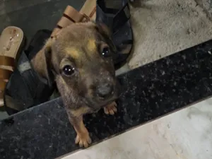 Cachorro raça SRD-ViraLata idade Abaixo de 2 meses nome Lara