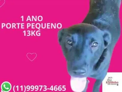 Cachorro raça SRD-ViraLata idade 1 ano nome Majú
