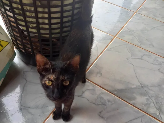 Gato ra a SRD-ViraLata idade 2 a 6 meses nome Não tem nome 