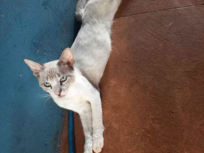 Gato ra a SRD-ViraLata idade 2 a 6 meses nome Não tem nome