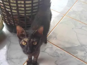 Gato raça SRD-ViraLata idade 2 a 6 meses nome Não tem nome 