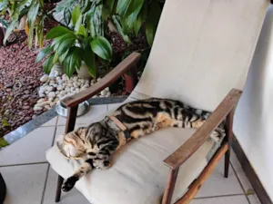 Gato raça SRD-ViraLata idade 7 a 11 meses nome MILLO