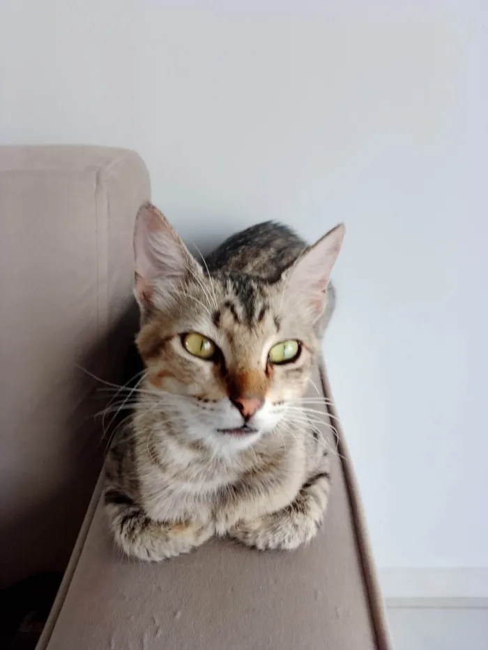 Gato ra a SRD-ViraLata idade 2 anos nome Rajado