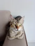 Rajado