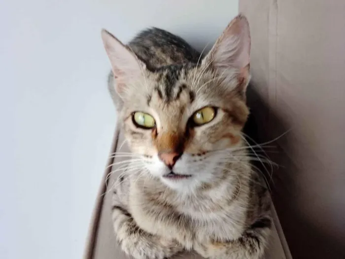 Gato ra a SRD-ViraLata idade 2 anos nome Rajado