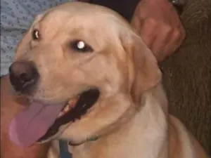 Cachorro raça Labrador idade 5 anos nome Jhow