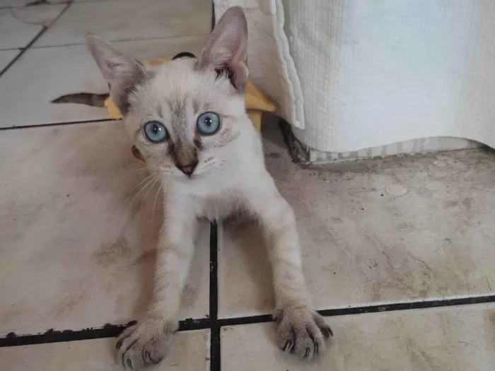 Gato ra a SRD-ViraLata idade 2 a 6 meses nome ELA NÃO TEM NOME 