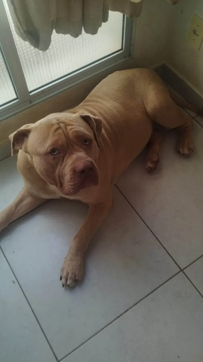 Cachorro ra a Pit-Bull idade 2 anos nome Zeus