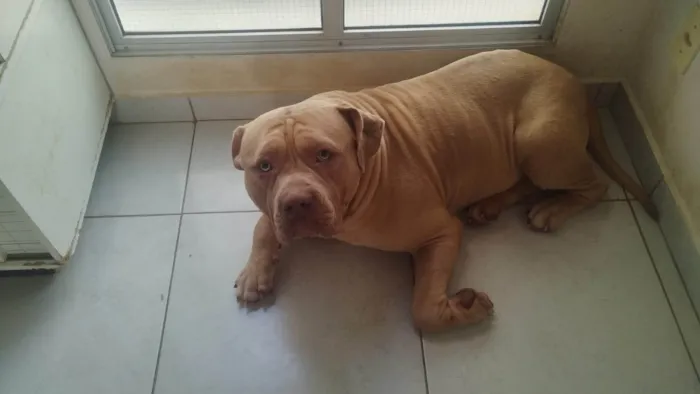 Cachorro ra a Pit-Bull idade 2 anos nome Zeus