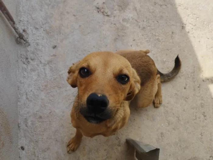 Cachorro ra a SRD-ViraLata idade 1 ano nome Judite 